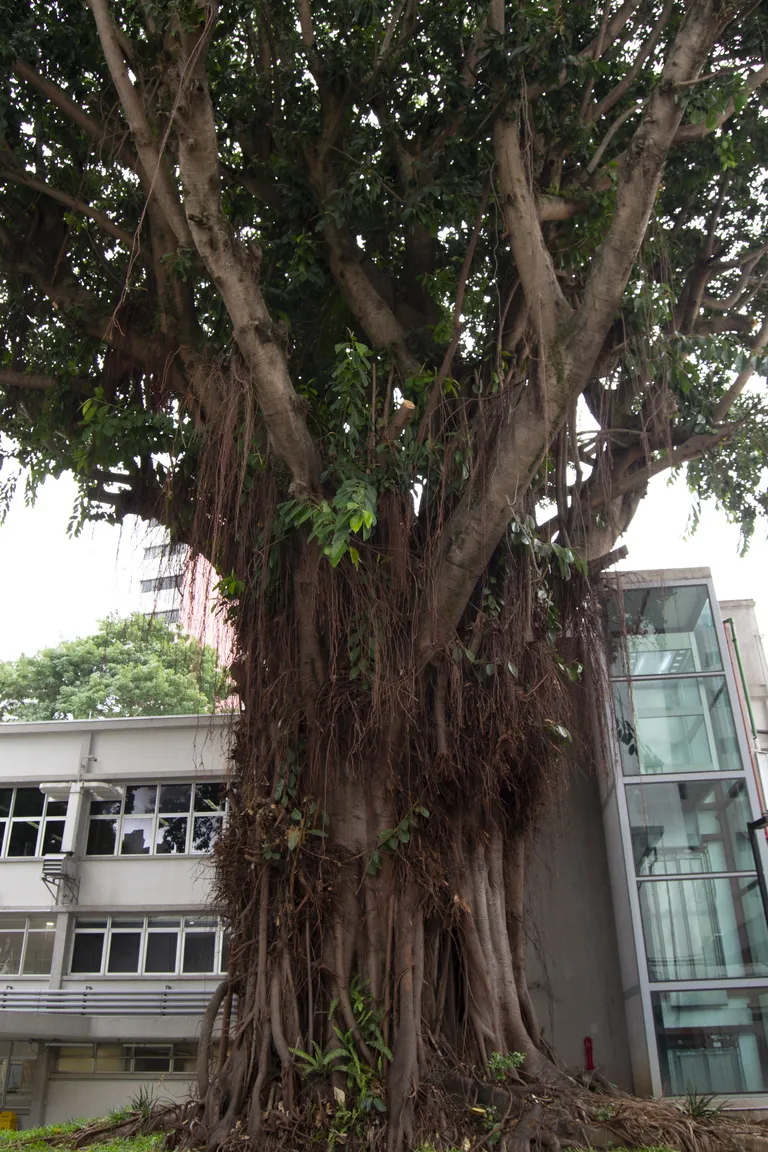 Large Ficus Enormis tree - Senai Informática