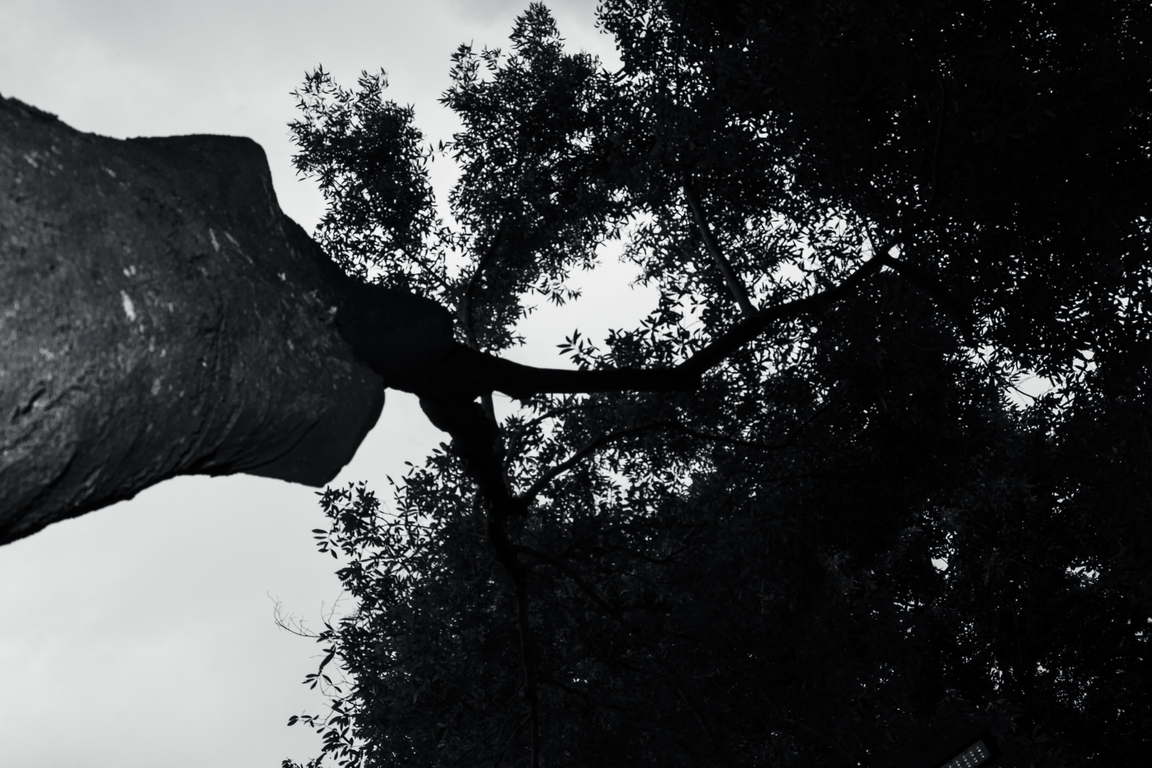 Black and white tree  - Senai Informática