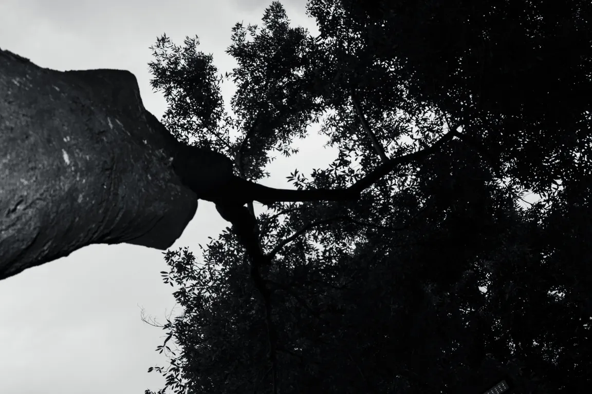 Black and white tree - Senai Informática